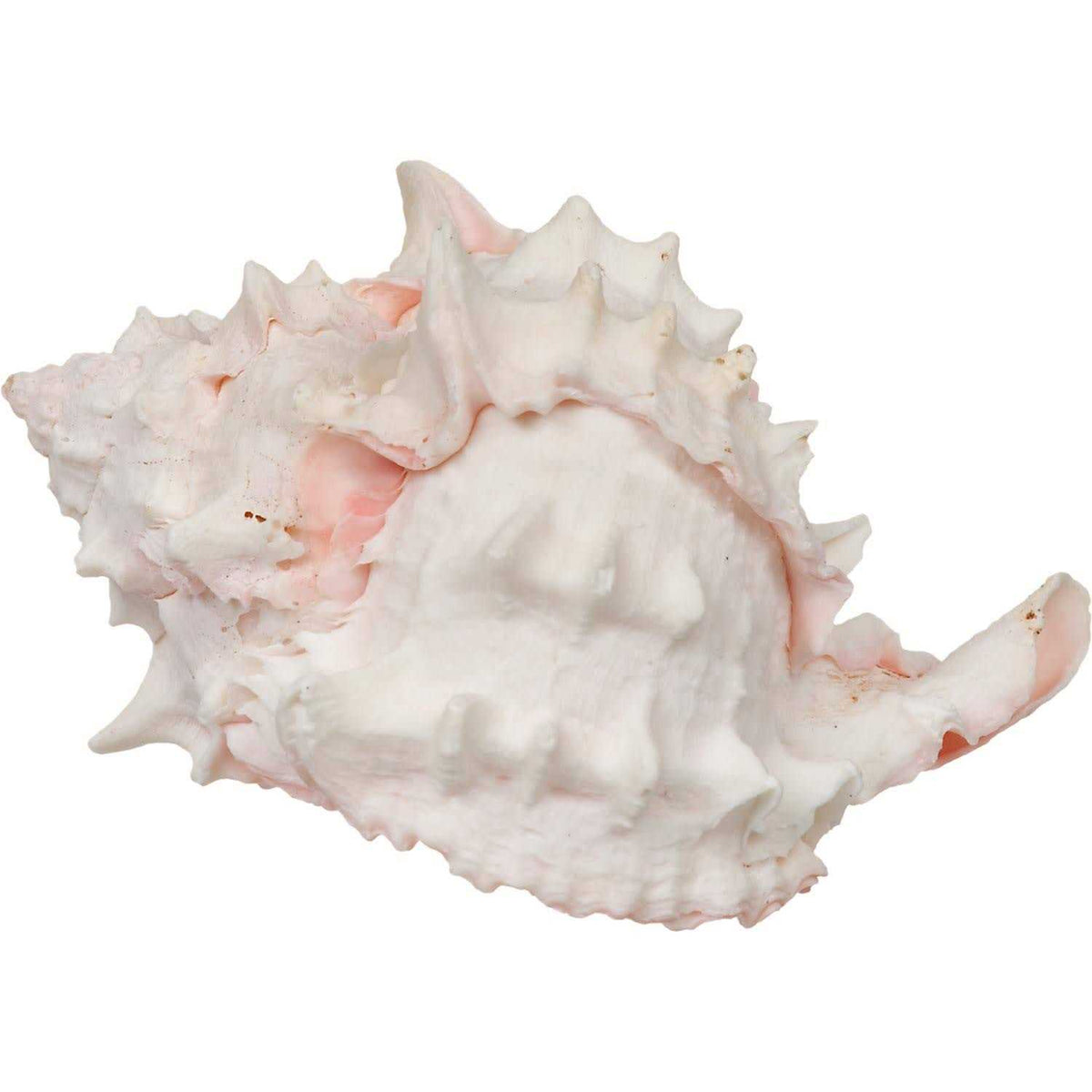 Hermit Crab Growth Shell D52681