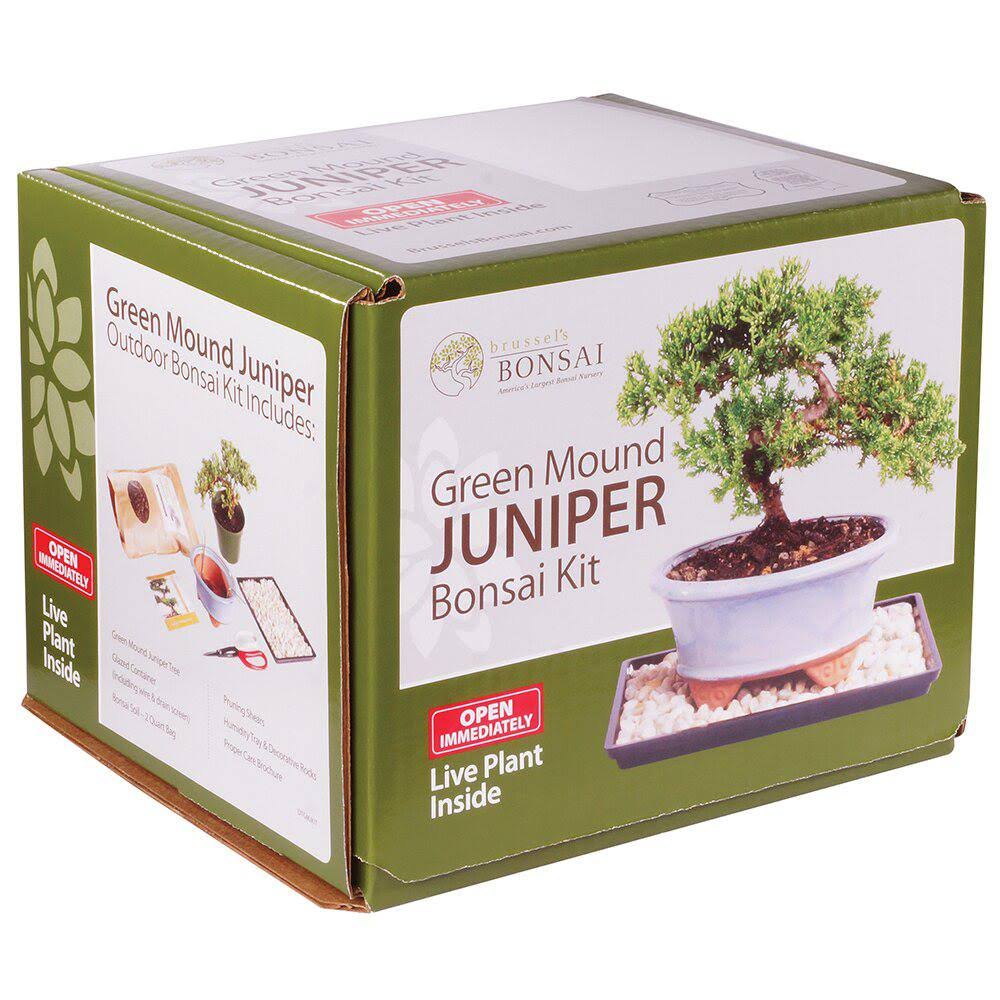 Juniper Bonsai Kit Green Y345