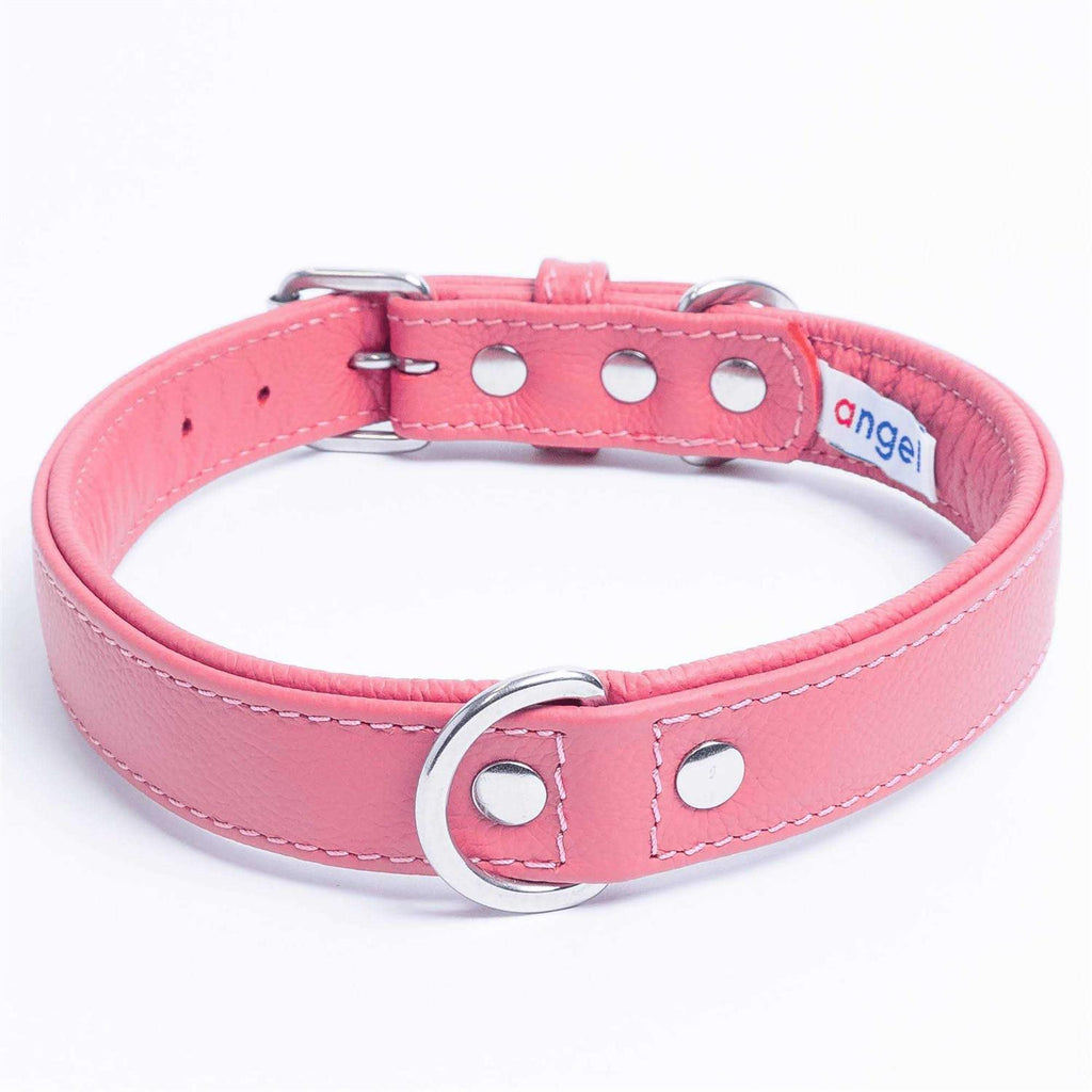 Dog Collar T7855