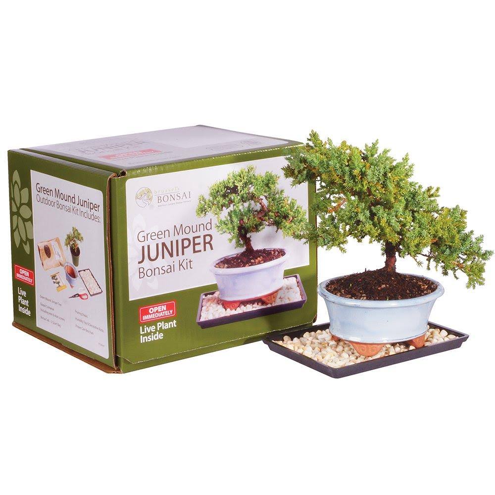 Juniper Bonsai Kit Green Y345