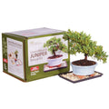 Juniper Bonsai Kit Green Y345