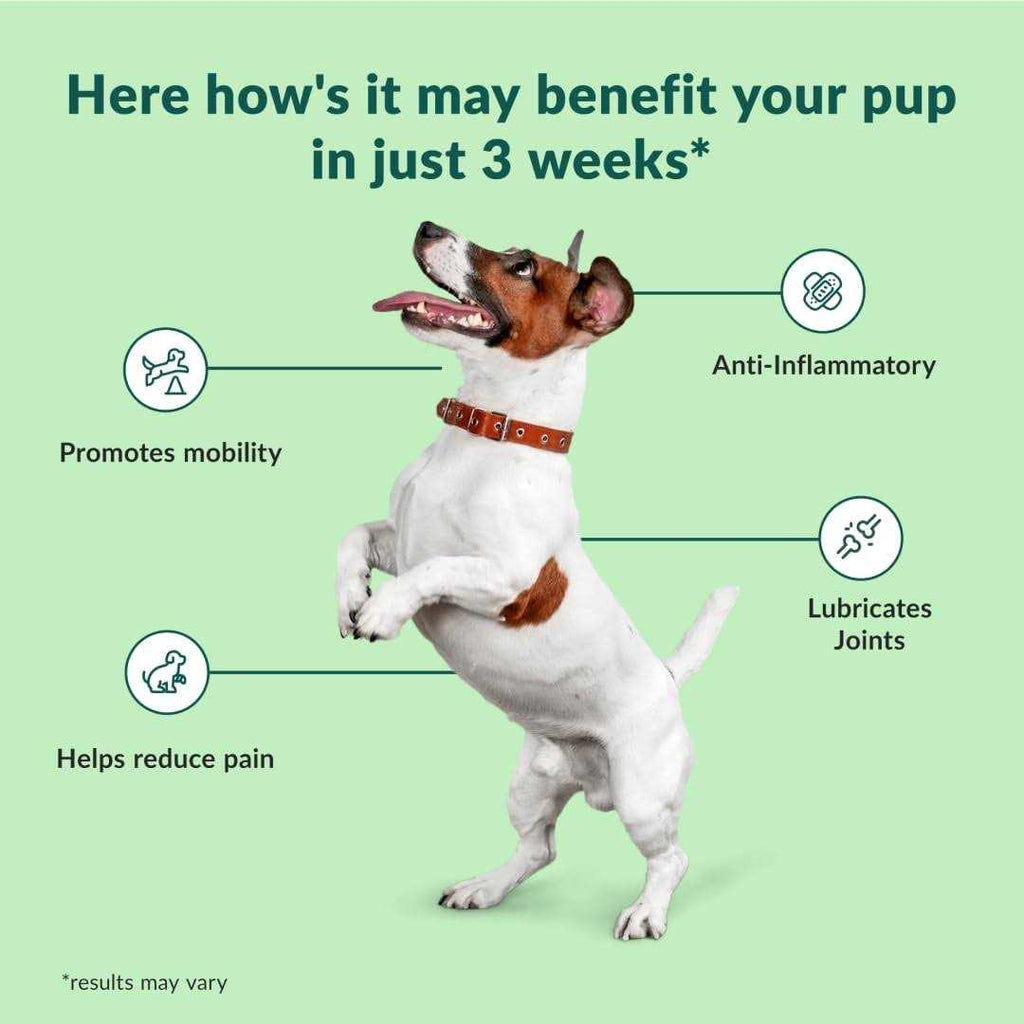 Chewable Dog Hip and Joint Supplement C488