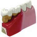 Teeth Model G697390