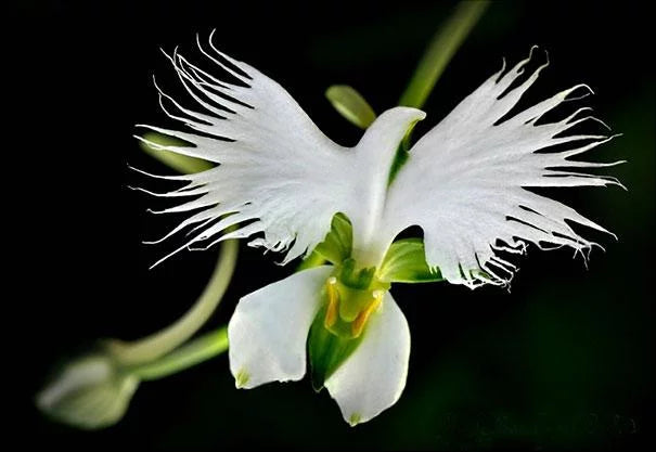 Organic Orchid Fertilizer 1 Gallon Liquid Concentrate N658