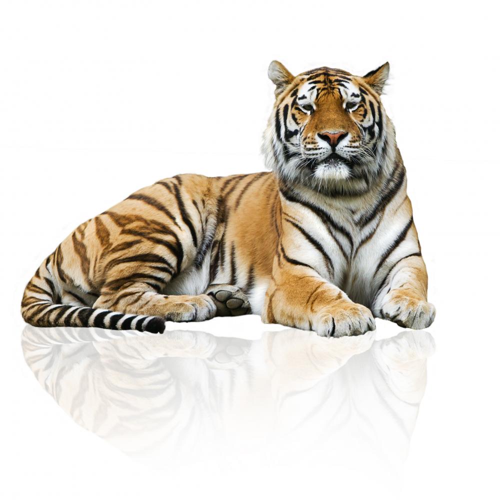 Tiger Wall Decal Peel and Stick Graphic (36 in H x 36 in W) M92953